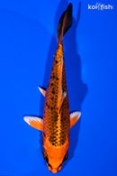 5.75" GIN ORENJI MATSUBA