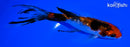 5.75" GINRIN SANKE BUTTERFLY