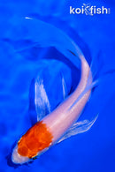 5.25" HARIWAKE BUTTERFLY