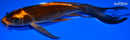 7.5" KABUTO BUTTERFLY