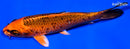 5.75" GIN ORENJI MATSUBA