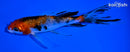 5.75" GINRIN SANKE BUTTERFLY