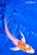 5.75" HARIWAKE BUTTERFLY