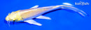5.75" YAMABUKI OGON BUTTERFLY