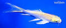 5.75" YAMABUKI OGON BUTTERFLY