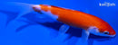 5.25" KOHAKU