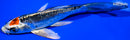 5.25" TANCHO BENI KIKOKURYU BUTTERFLY