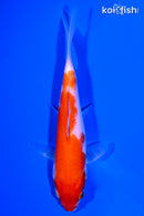 5.25" KOHAKU