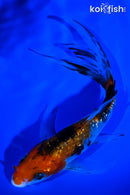 5.75" GINRIN SANKE BUTTERFLY