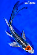 5.25" TANCHO BENI KIKOKURYU BUTTERFLY