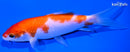 5.25" KOHAKU