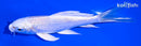5.25" PLATINUM OGON BUTTERFLY