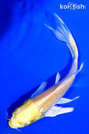 5.75" YAMABUKI OGON BUTTERFLY