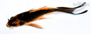 5.25" ORENJI MATSUBA BUTTERFLY
