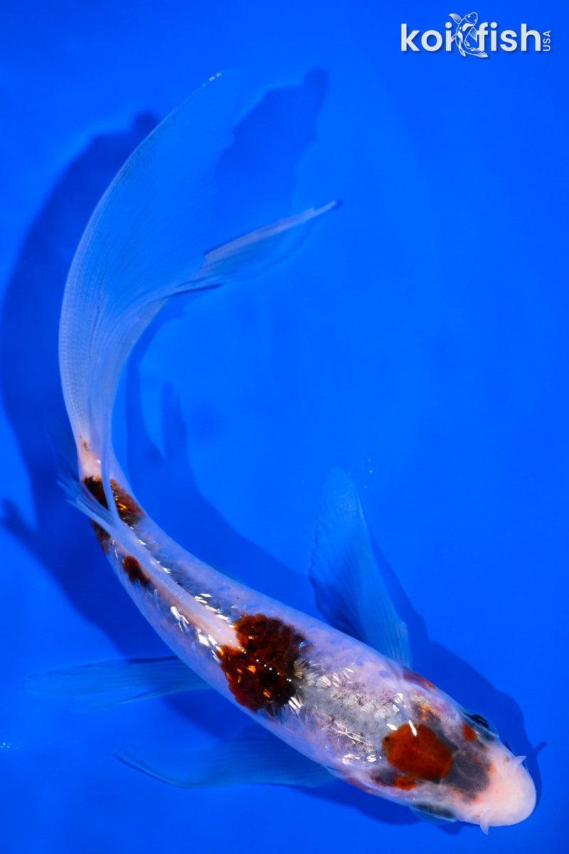 6" GINRIN GOROMO BUTTERFLY