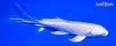 5.25" PLATINUM OGON BUTTERFLY
