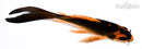 5.25" ORENJI MATSUBA BUTTERFLY