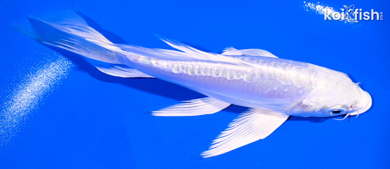 5.5" DOITSU PLATINUM OGON BUTTERFLY