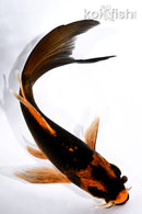 5.25" ORENJI MATSUBA BUTTERFLY