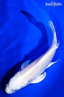 5.25" PLATINUM OGON BUTTERFLY
