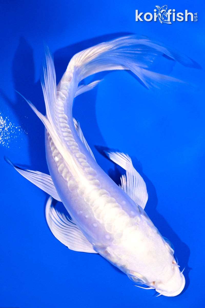 5.5" DOITSU PLATINUM OGON BUTTERFLY