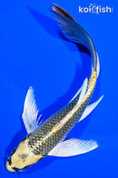 7.75" KI MATSUBA BUTTERFLY