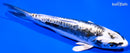 5.75" KIKOKURYU