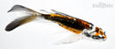 5.5" BENI KIKOKURYU BUTTERFLY