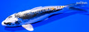 5.75" KIKOKURYU