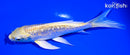 5" GINRIN YAMABUKI OGON BUTTERFLY