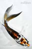 5.5" BENI KIKOKURYU BUTTERFLY