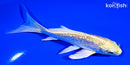 5" GINRIN YAMABUKI OGON BUTTERFLY