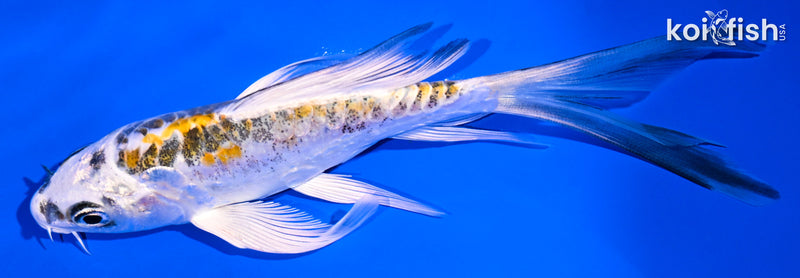5.25" ARAGOKE KIN KIKOKURYU BUTTERFLY