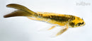 5.75" KIN KIKOKURYU BUTTERFLY