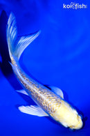 5" GINRIN YAMABUKI OGON BUTTERFLY