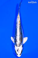 5.75" KIKOKURYU