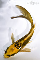 5.75" KIN KIKOKURYU BUTTERFLY