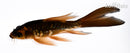 5.5" DOITSU CHAGOI BUTTERFLY