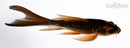 5.5" DOITSU CHAGOI BUTTERFLY