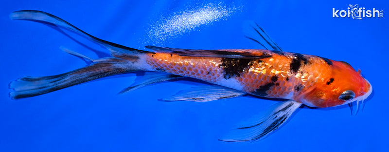 6" GINRIN SANKE BUTTERFLY