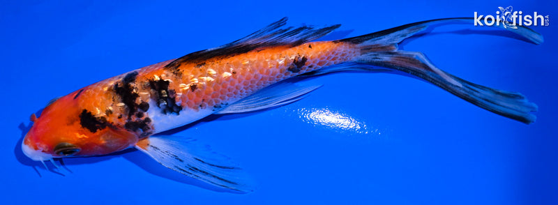 6" GINRIN SANKE BUTTERFLY