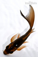 5.5" DOITSU CHAGOI BUTTERFLY