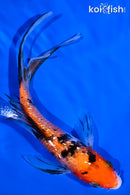 6" GINRIN SANKE BUTTERFLY