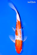 7.25" GINRIN KOHAKU