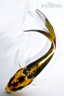 5.25" KIN KIKOKURYU BUTTERFLY