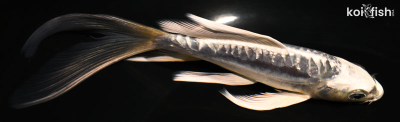 6.25" KIKOKURYU BUTTERFLY