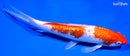 7.25" GINRIN KOHAKU