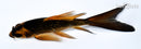 5.25" GINRIN KABUTO BUTTERFLY