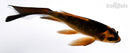5.25" GINRIN KABUTO BUTTERFLY