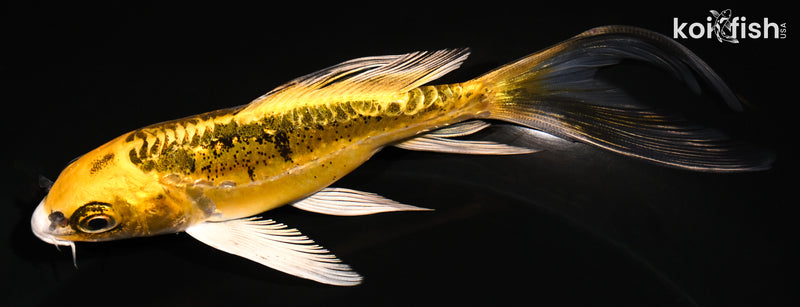 5.25" KIN KIKOKURYU BUTTERFLY